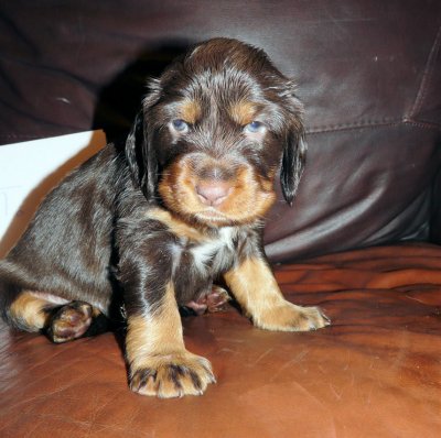 Pups 3.5 weeks 028.jpg