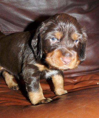 Pups 3.5 weeks 033.jpg