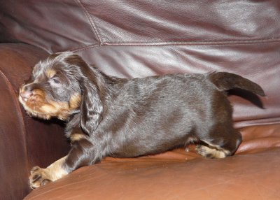 Pups 3.5 weeks 035.jpg