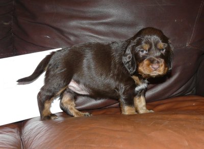 Pups 3.5 weeks 039.jpg