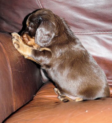 Pups 3.5 weeks 041.jpg