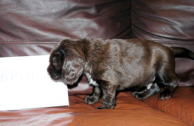 Pups 3.5 weeks 109.jpg