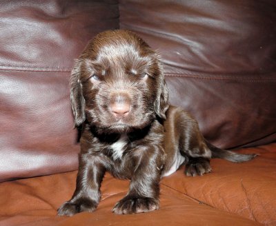 Pups 3.5 weeks 112.jpg