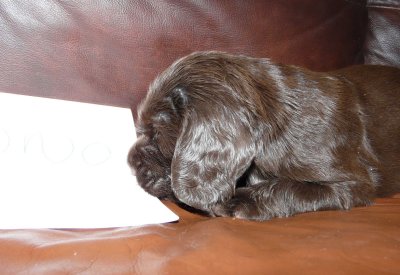 Pups 3.5 weeks 115.jpg