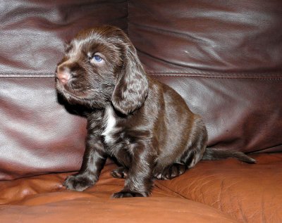 Pups 3.5 weeks 120.jpg