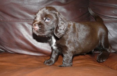 Pups 3.5 weeks 122.jpg