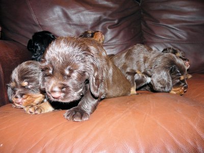 Pups 3.5 weeks 001.jpg