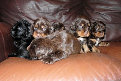 Pups 3.5 weeks 002.jpg