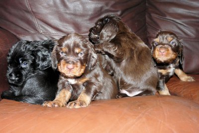 Pups 3.5 weeks 003.jpg