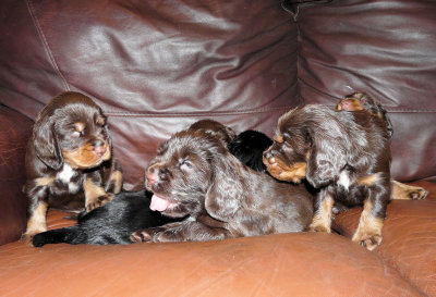 Pups 3.5 weeks 005.jpg
