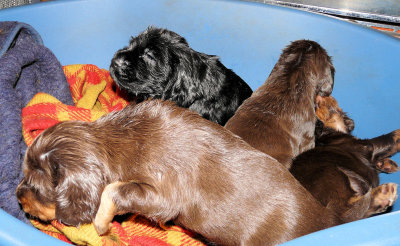 Pups 3.5 weeks 008.jpg
