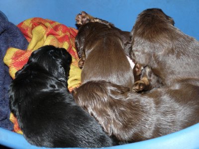 Pups 3.5 weeks 017.jpg