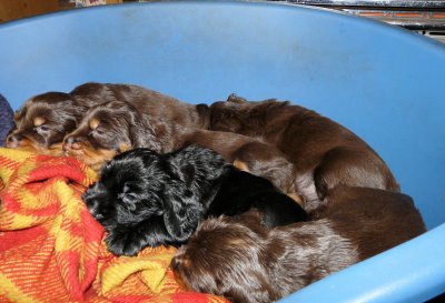 Pups 3.5 weeks 023.jpg