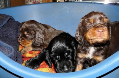 Pups 3.5 weeks 043.jpg