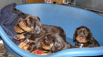 Pups 3.5 weeks 047.jpg
