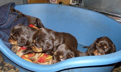 Pups 3.5 weeks 048.jpg