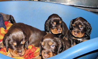 Pups 3.5 weeks 049.jpg