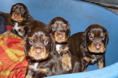 Pups 3.5 weeks 052.jpg