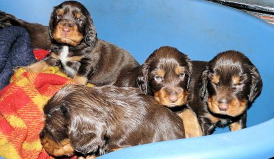 Pups 3.5 weeks 053.jpg