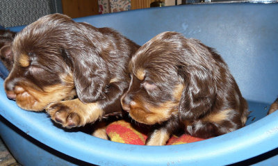 Pups 3.5 weeks 079.jpg