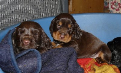 Pups 3.5 weeks 081.jpg