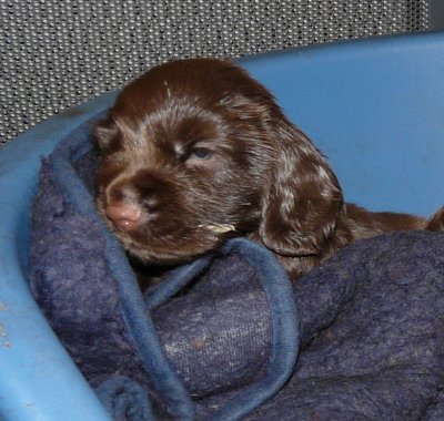Pups 3.5 weeks 082.jpg