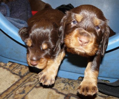 Pups 3.5 weeks 096.jpg