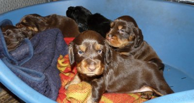 Pups 3.5 weeks 098.jpg