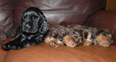 Pups 3.5 weeks 124.jpg