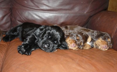 Pups 3.5 weeks 125.jpg