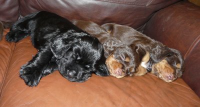 Pups 3.5 weeks 126.jpg