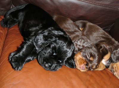 Pups 3.5 weeks 127.jpg