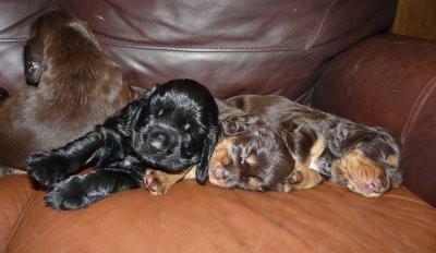 Pups 3.5 weeks 129.jpg
