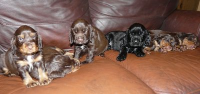 Pups 3.5 weeks 131.jpg