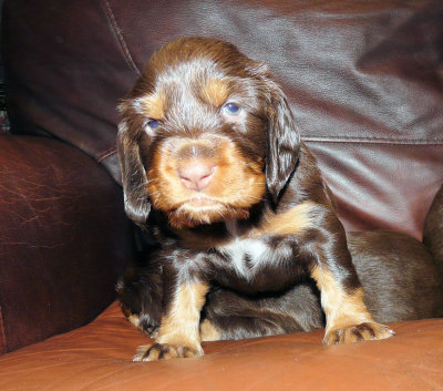 Pups 3.5 weeks 133.jpg