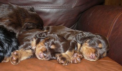 Pups 3.5 weeks 134.jpg