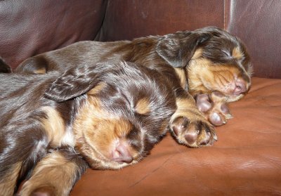 Pups 3.5 weeks 135.jpg