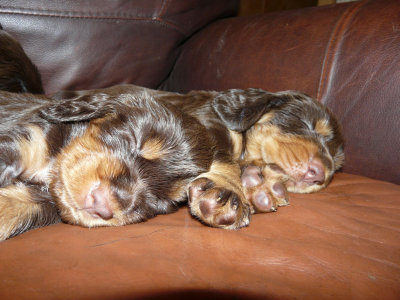 Pups 3.5 weeks 136.jpg