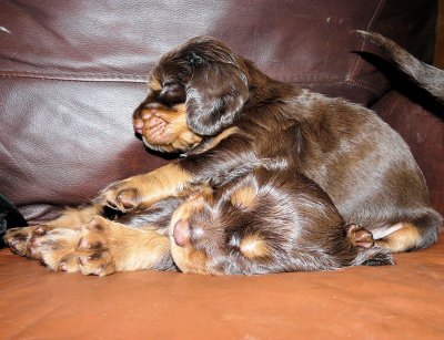 Pups 3.5 weeks 137.jpg