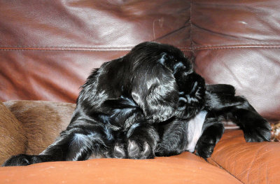Pups 3.5 weeks 138.jpg