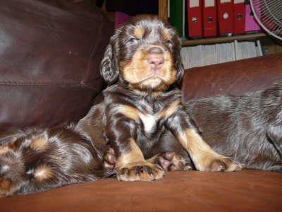 Pups 3.5 weeks 139.jpg