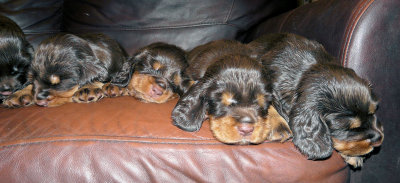 Pups 3.5 weeks 146.jpg