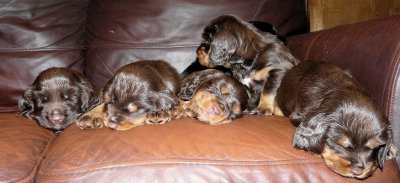 Pups 3.5 weeks 147.jpg