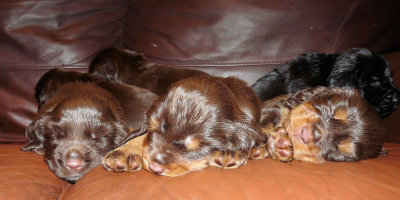 Pups 3.5 weeks 148.jpg