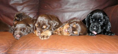 Pups 3.5 weeks 149.jpg