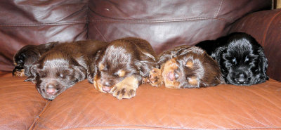 Pups 3.5 weeks 150.jpg