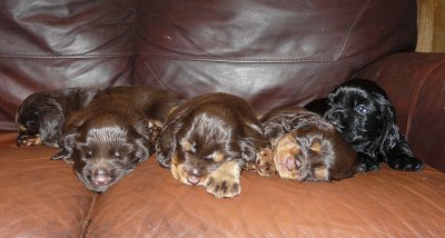 Pups 3.5 weeks 151.jpg