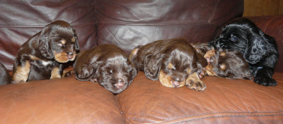 Pups 3.5 weeks 152.jpg
