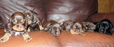 Pups 3.5 weeks 153.jpg