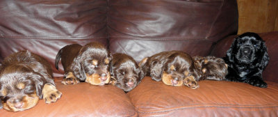 Pups 3.5 weeks 154.jpg